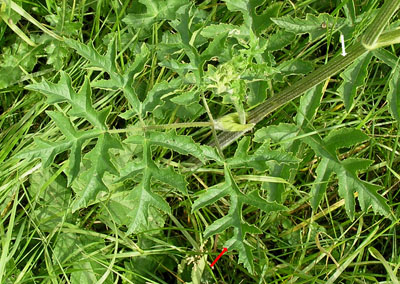 Wiesen-Bärenklau, Heracleum sphondylium